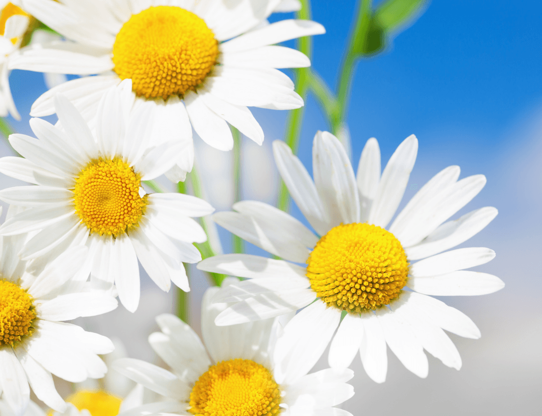 Kandungan Calmee: Chamomile